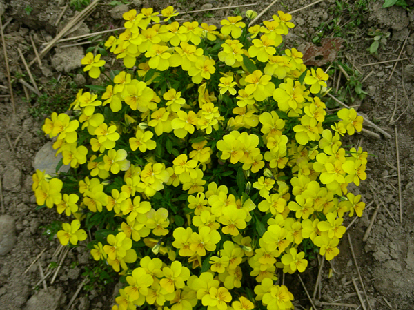 pansy in flower